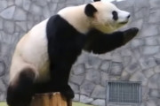 モスクワ動物園のジャイアントパンダの可愛い姿にほっこり！