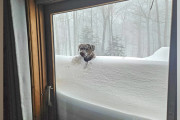 【海外】「雪を越えて四分の一マイル！愛犬が恋人に会うために奮闘する感動物語」