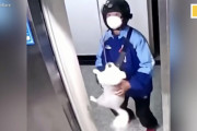 「わわわ、助けて～！」エレベーターの扉が開いたら首輪をしたワンちゃんが宙ぶらりんの状態であらわれた！