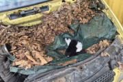 【海外】ヴィンテージカーのボンネットを開けた男性、葉の中に隠れた4匹の赤ちゃんを発見！驚きのストーリーとは？