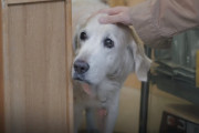 捨て犬から人気看板犬に！老犬ゴールデンレトリバーの軌跡(香港)