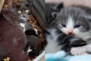 【海外】猫がバケツに子猫を隠して救助を待った後、初めての室内生活に挑戦！
