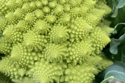 外国人「日本で買い物してたら謎の野菜があった、これは何なの？」