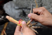 闘鶏の摘発に入った警官、鶏に動脈を切り裂かれ死亡
