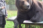 韓国人「動物たちの実際の大きさをリアルに体感できる映像を見てみよう」
