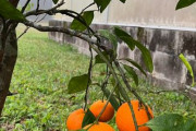 海外「庭に植えた温州ミカンに実がなった！」日本から世界に渡った温州ミカンに対する海外の反応