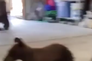 おっとお邪魔しちゃいましたね。自宅のガレージにクマがあらわれて素直に明け渡す。海外の反応