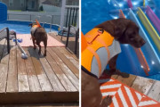 犬「よーし！プールで遊ぶぞ～！」→「ご主人～助けて～」