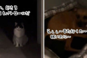 毎晩猫の深夜のパトロールに付き合わされる犬のトホホ