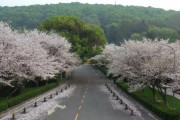 封鎖中の武漢の心を癒す日本から贈られた桜（海外の反応）
