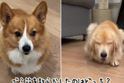 あえて聞こう。家中をゴミだらけにしたのはどっちの犬？