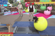 【GIF】韓国人「韓国人が驚愕した日本の女性アイドルバラエティの近況がこちらです‥」→「日本ではこれが愛嬌レベル」　韓国の反応