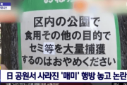 【韓国の反応】東京の公園からセミが消えた？食用採集の可能性を提起…韓国人「うえ、吐きそう。」