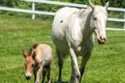 【海外】捨てられた子馬が悲しむ母馬に見つけた愛の物語