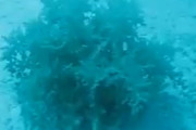 海藻にしか見えないけど触れるとビックリする動きをする…この不思議な生き物の正体