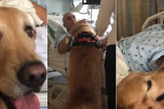 手術後に飼い主さんに初対面した２匹のゴールデン・レトリバーの反応