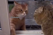 他のメス猫と遊んで帰宅したオス猫が…パートナー猫からすごい剣幕で叱られる
