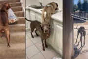 海外の反応「犬は人が考えるより賢いよ」