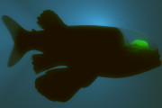【海外】透明な頭と緑の目を持つ異星人のような魚が、海の暗い深淵にひそんでいる！
