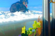 外国人「フェイクにしか見えない本物の写真を集めてみたｗｗｗｗ」