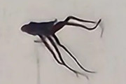 カリフォルニアの都市上空で度々目撃される謎の触手系飛行物体に住民困惑
