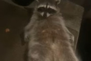 アライグマ「エサはまだか～？」とふんぞり返る。ふてぶてしい態度が可愛い！