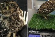 ネズミが食べ放題だったもんだから...太りすぎて飛べなくなった野生のフクロウが保護される（イギリス）