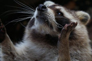 極秘任務か？アライグマたちが夜間の電線を綱渡りするミッション・インポッシブル