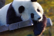 日本人「なぜ日本のパンダは綺麗で、中国のパンダは薄汚れて見えるのか？」　中国の反応
