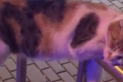 ちょっと疲れたから一休み。絶好の仮眠スポットでぶらぶらする猫。海外の反応