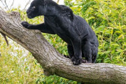 （米）動物園で自撮りの為に柵を乗り越えた女性がジャガーに襲われる(海外の反応)