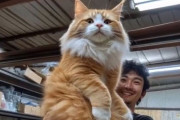 メインクーンは巨大だからさもありなん、と思ったら、勝手に勘違いされたAI動画だった