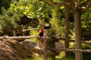 オレゴン動物園の可愛すぎる動物たち♪「飼育係さんありがとう！」「みんな幸せそう」海外の反応