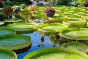 海外「ファンタジー世界の創造物だと思ってた、日本にあるんだね！」東京にある水生植物園の睡蓮に外国人から様々なコメントが