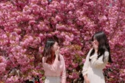 韓国人「韓国原産の『王重桜』が一般の桜より１０倍綺麗だった‥」韓国在来種の桜は鮮やかな濃いピンク色　韓国の反応