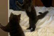 「なんだ、こいつ！エイ、エイ…わ～～！」子猫が鏡に映る自分に猫パンチを繰り返した結果…