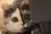 神秘的なツーフェイスのキメラ猫「cat」は、愛らしいキャラで見る人の心を鷲掴み！