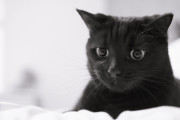福岡に完成した猫を飼う人専用マンション（海外の反応）