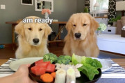 ガールフレンドと一緒に試食会♪野菜嫌いなゴールデンレトリーバー君の反応が面白すぎる！