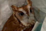 お気に入りの場所を見つけたよ！買い物袋を巣の代わりにしてまったりんこなコノハズク