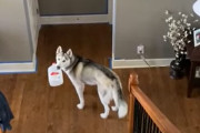 犬「いいものみ～つけた。バレないうちに…」飼い主さん「……」犬「やべ…見つかった…」