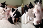 猫にペロペロマッサージを受けていた犬→背中もお願いしますと立ち上がって催促