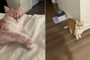 外国人「飼ってる猫の名前を日本語で統一したい、何にすべき？」