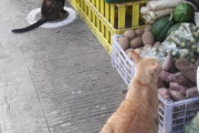 社会的距離のために円形のマークを描いたところ、猫が転送されてきた件（フィリピン）