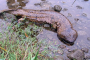外国人「まさかそれはツチノコか？」世界の興味深い動物を紹介するスレ