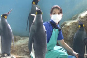 海外「日本のペンギン激怒：こんなまずい飯が食えるかあぁぁ！」水族館にもインフレの波が・・