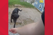 米：警察官を襲った飼い犬が飼い主家族の目の前で射殺される…賛否の声が乱れ飛ぶ[海外の反応]