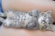 とても甘い夢を見ているようだ。女性の太ももの間で眠る子猫