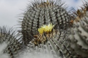 【海外】「チリの絶滅危惧植物を守る！アタカマ砂漠の巨大種子貯蔵庫が開く秘められた物語」