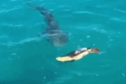 空腹なサメさんが、泳いでる無防備な亀を発見した結果・・・どうなるんだこれ！　海外の反応